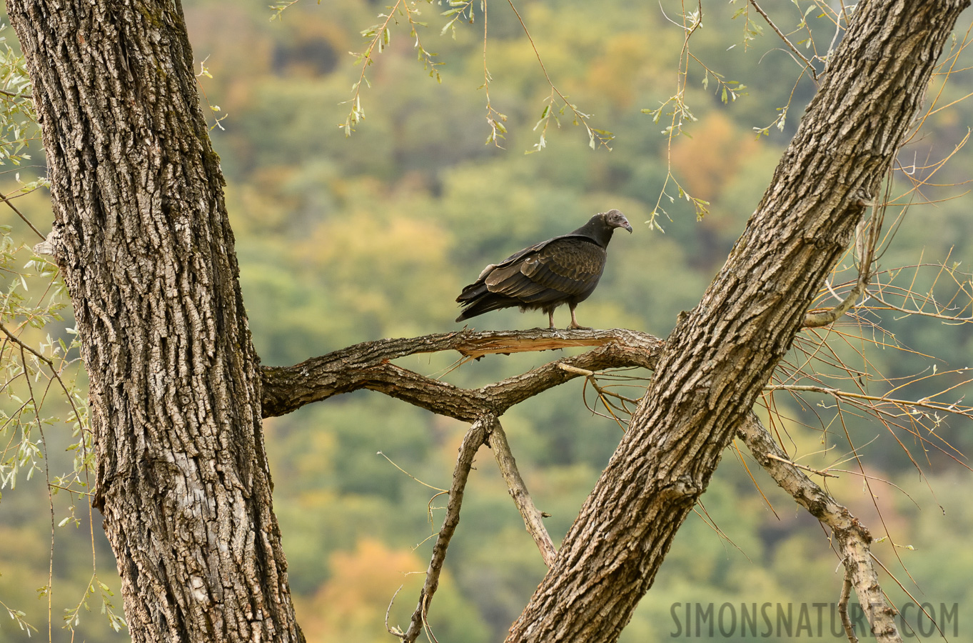 Cathartes aura septentrionalis [400 mm, 1/320 sec at f / 8.0, ISO 1000]